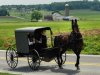 amish2.jpg