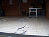 Vorstschade 04.JPG