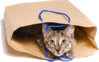 kat-in-de-zak.png