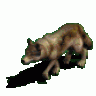 wolfrider