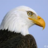 Eagle57
