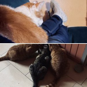 Katten