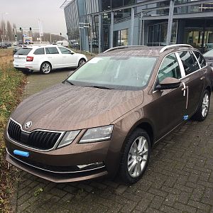 My Maple Brown Octavia 3