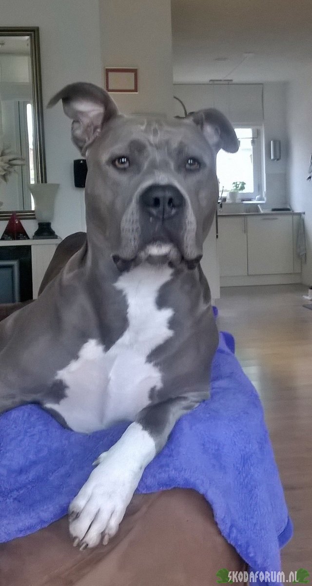 knap