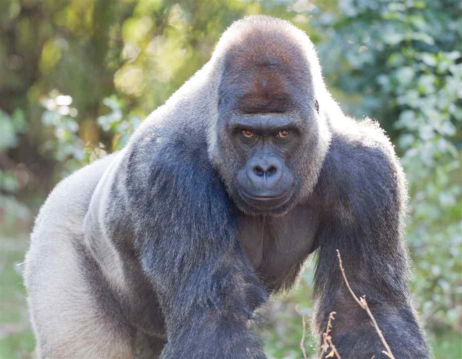 Silverback+Gorilla+Dangerous+Look.jpg