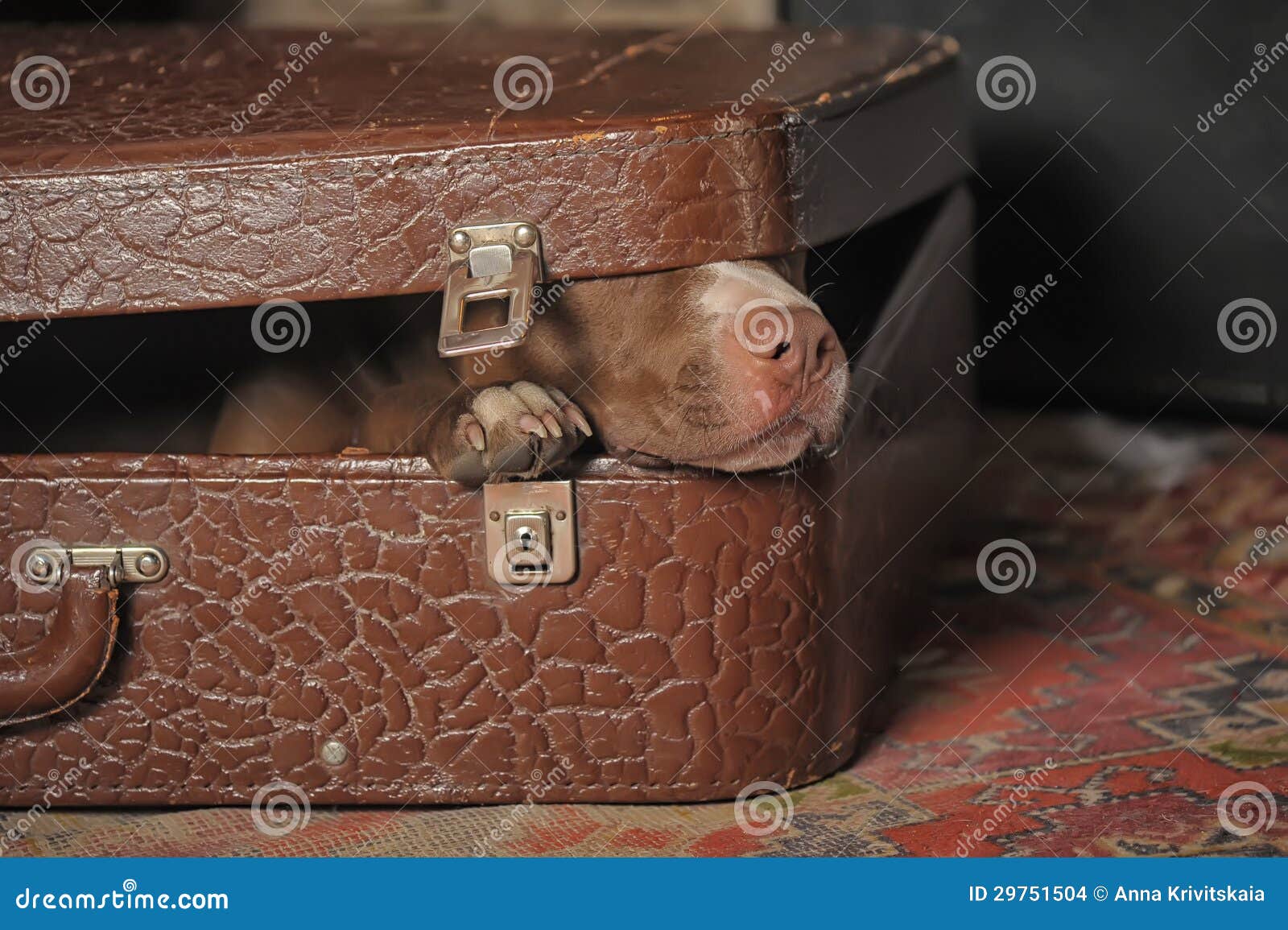 hond-koffer-29751504.jpg